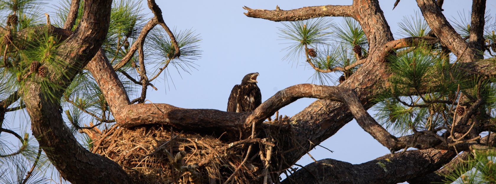 A baby American bald eagle calls out from a nest located near Kennedy Parkway North at NASA’s Kennedy Space Center in Florida on April 10, 2023. The eaglet is the lone offspring of a mated pair of eagles that recently built the new home after storms badly damaged their original nest located about 50 yards away. That nest was built in 1973 and had been used by eagles almost every year since 1975.