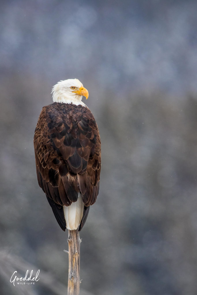 Home Alaska Hunters for Eagle Conservation